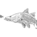 Snook on the Hunt